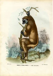 Indri